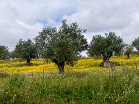 Olivenbäume stehen in gelbblühender Wiese